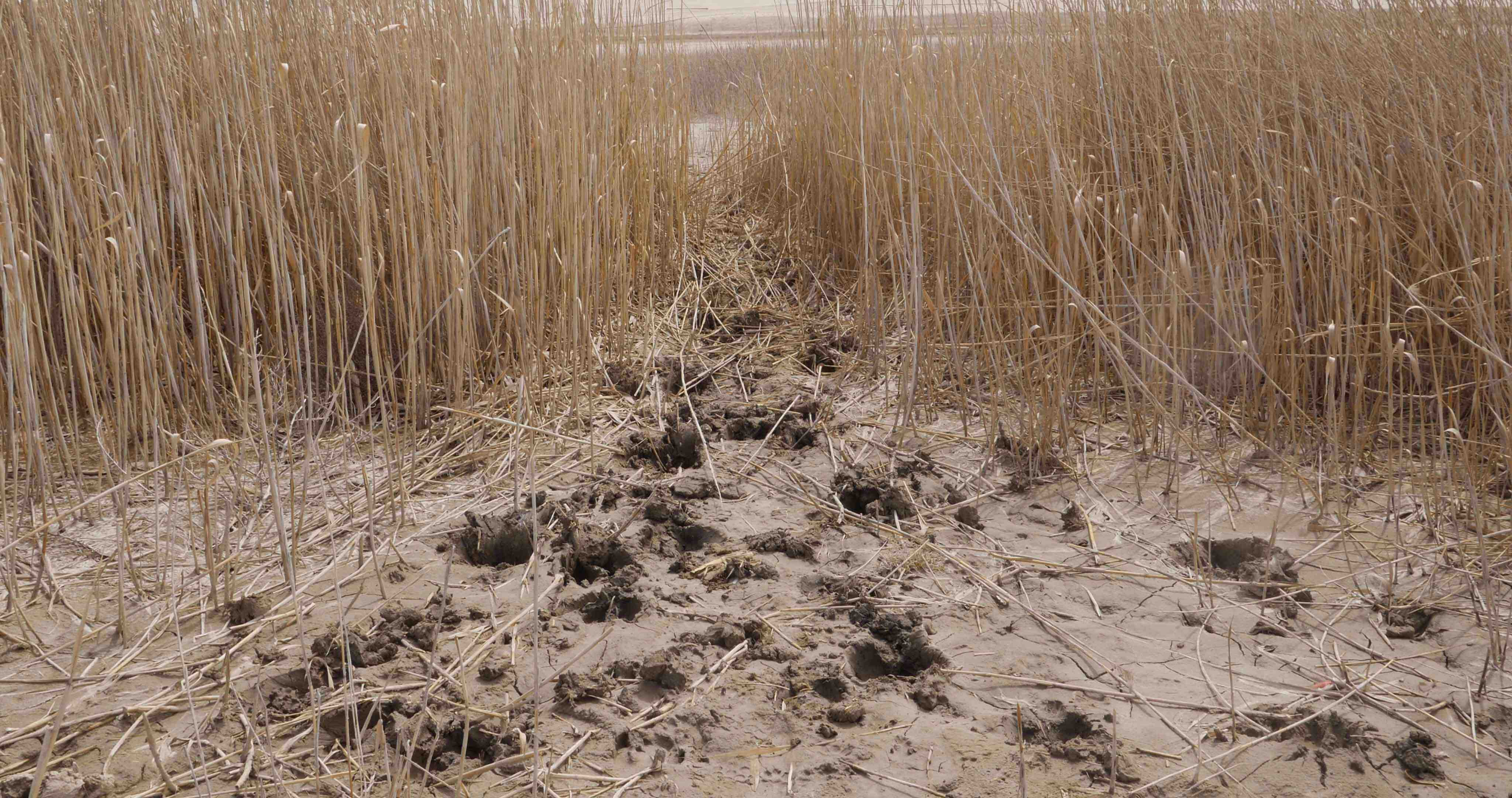 A Photo from Worlding, reeds with mud and holes