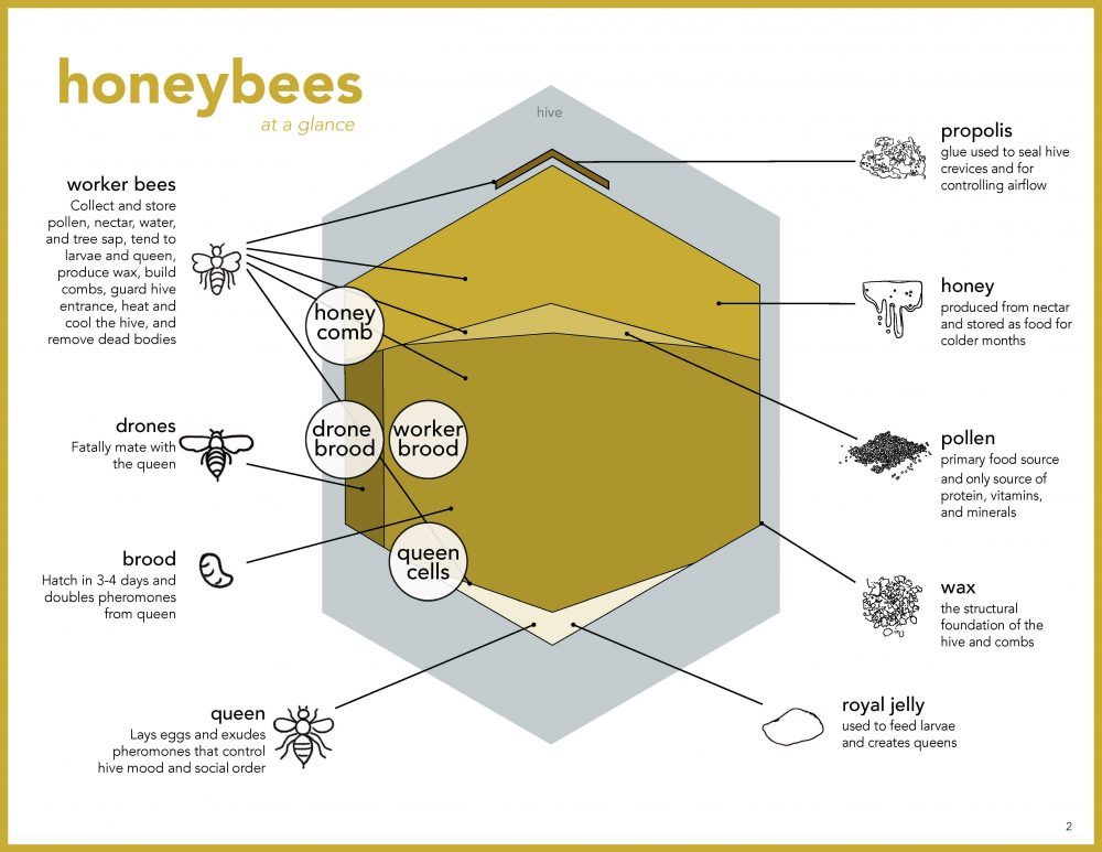 Bee & Bee PDX project: at a Glance. a diagram of the anatomy of the hive and the percentage hive content